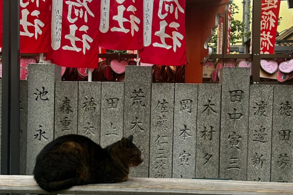 お初天神で出会ったサクラネコ