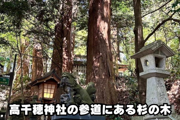 高千穂神社参道の杉と狛犬の画像