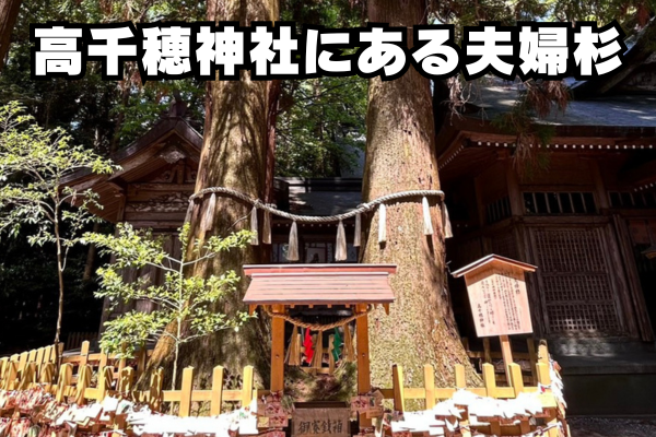 高千穂神社の夫婦杉の画像