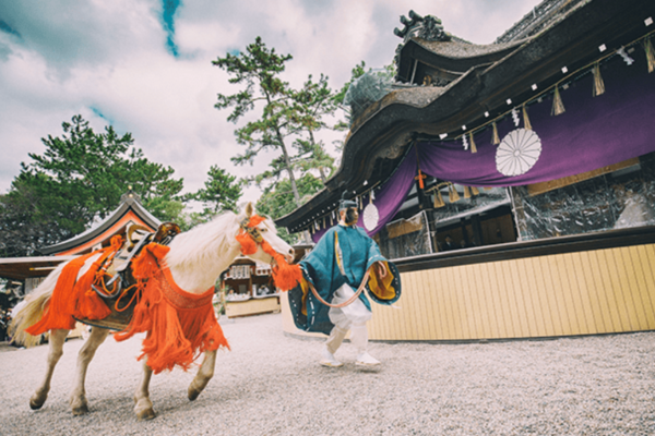 住吉大社の白馬神事で白雪号がかける画像